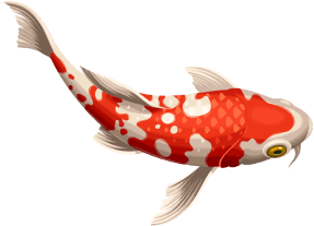 orange koi fish