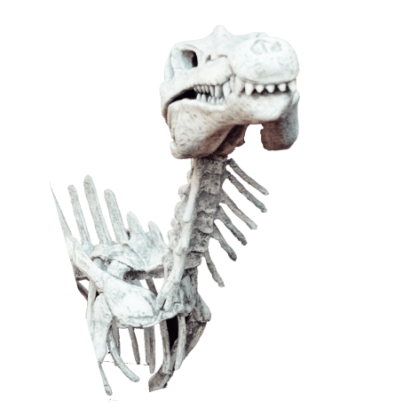 dinosaur skeleton head